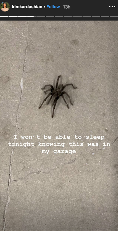 Tarantula