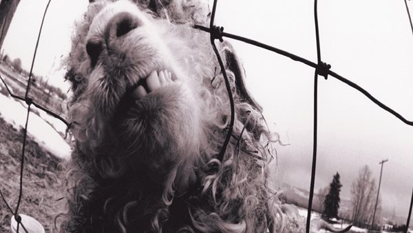 Το θρυλικό άλμπουμ "Vs." των Pearl Jam κλείνει 30 χρόνια κυκλοφορίας