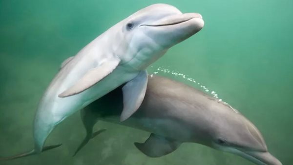 Τα ζώα (μας) μιλούν