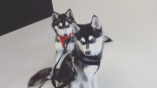 Sophie Turner - Joe Jonas: Ίδιο τατουάζ στη μνήμη του αγαπημένου τους σκύλου